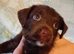 Cocker spaniel X terrier mix puppies