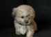 Adorable Fluffy Lhasa Apso Puppies For Sale