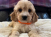 Fluffy Cavapoochon puppies