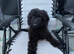 Labradoodle berry