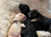 Cockapoo puppy&rsquo;s