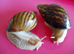PINK LIPPED GIANT AFRICAN LAND SNAILS