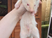 Ferret kits
