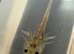 axolotl babies