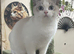 Full Pedigree Kittens