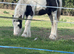 Rupert 4 month old colt