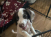Springer / cocker spaniel pup mixed liver Roan