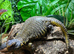 Mali Uromastyx at Birmingham Reptiles