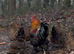 Brahma Hatching Eggs &ndash; Large Fowl Chicken &ndash; Big Strong Birds &ndash; Quality Stock