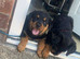 Rottweiler PUPPIES
