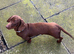 Dachshund male for sale