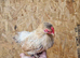 Laying hens