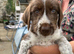 PUPS STILL AVAILABLE AND READY TO GO GWP X WEIMKY PUPPIES