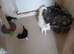 3 kittens