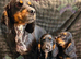 Kc Black and Tan boys only 17 dna health tested clear