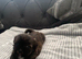 Shitzue puppies