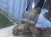 Very large Sulcata tortoise for sale