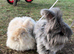 Full breed angoras