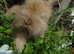 Angora buck