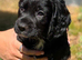 Kc registered Cocker spaniel puppies