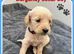 STUNNING F1 MINIATURE GOLDENDOODLES
