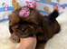 ADORABLE SHORKIE PUPPIES