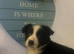 Border collie puppy