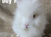 BEAUTIFUL PUREBRED LIONHEAD BABIES