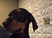 Doberman European American excellent pedigree pups limited number available