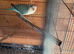 Blue and white Quaker Hen Bird DNA