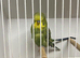 Birds now available