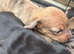 Beautiful baby puppies