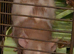 Pair of Female Dumbo Rats with large enclosure