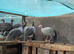 Guinea fowl keets 3x lavender 12 weeks old unsexed