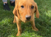 BEAUTIFUL LABRADOR PUPPY FOR SALE!