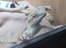 Young Bearded dragon
