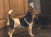 Traditional Miniature Jack Russell