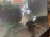 Axolotl