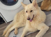 Female white gsd