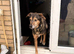 Scooby