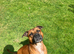 staffy for sale