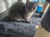 SILVER BLUE MAINE COON KITTEN FOR SALE