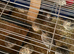 19 Japanese cotturnix quail and cages and supplies