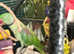 Male Alexandrine Parrot semi tamed