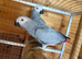African Grey Young Parrots - Hens