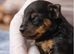 Kc registered toy poodles