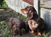 For sale 8weeks old dashund boy
