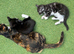 Gorgeous kittens