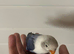 Fully tamed baby love bird for sale