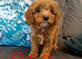 Cavapoos